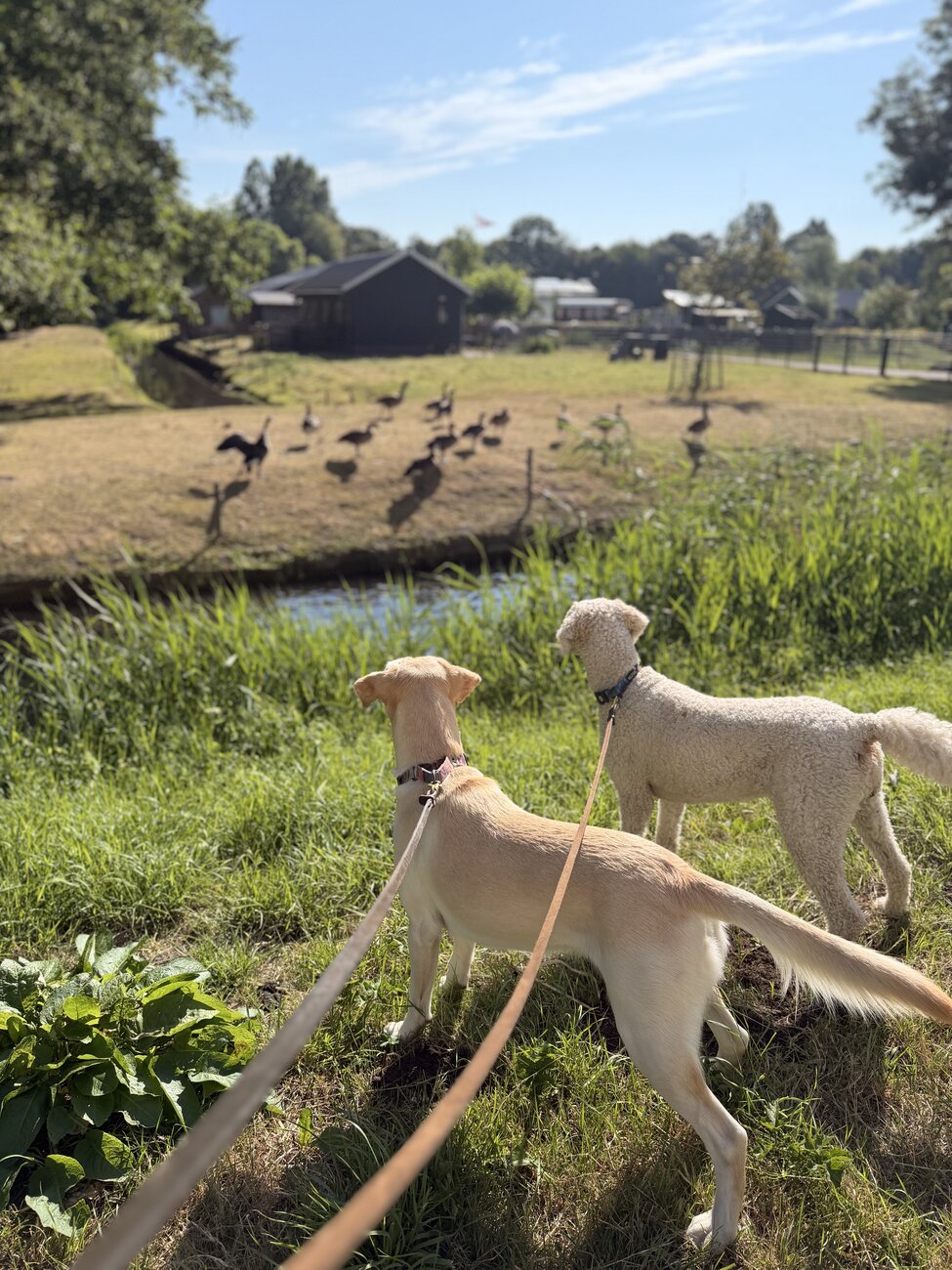 Two dogs on leads watching geese across a canal in the Netherlands