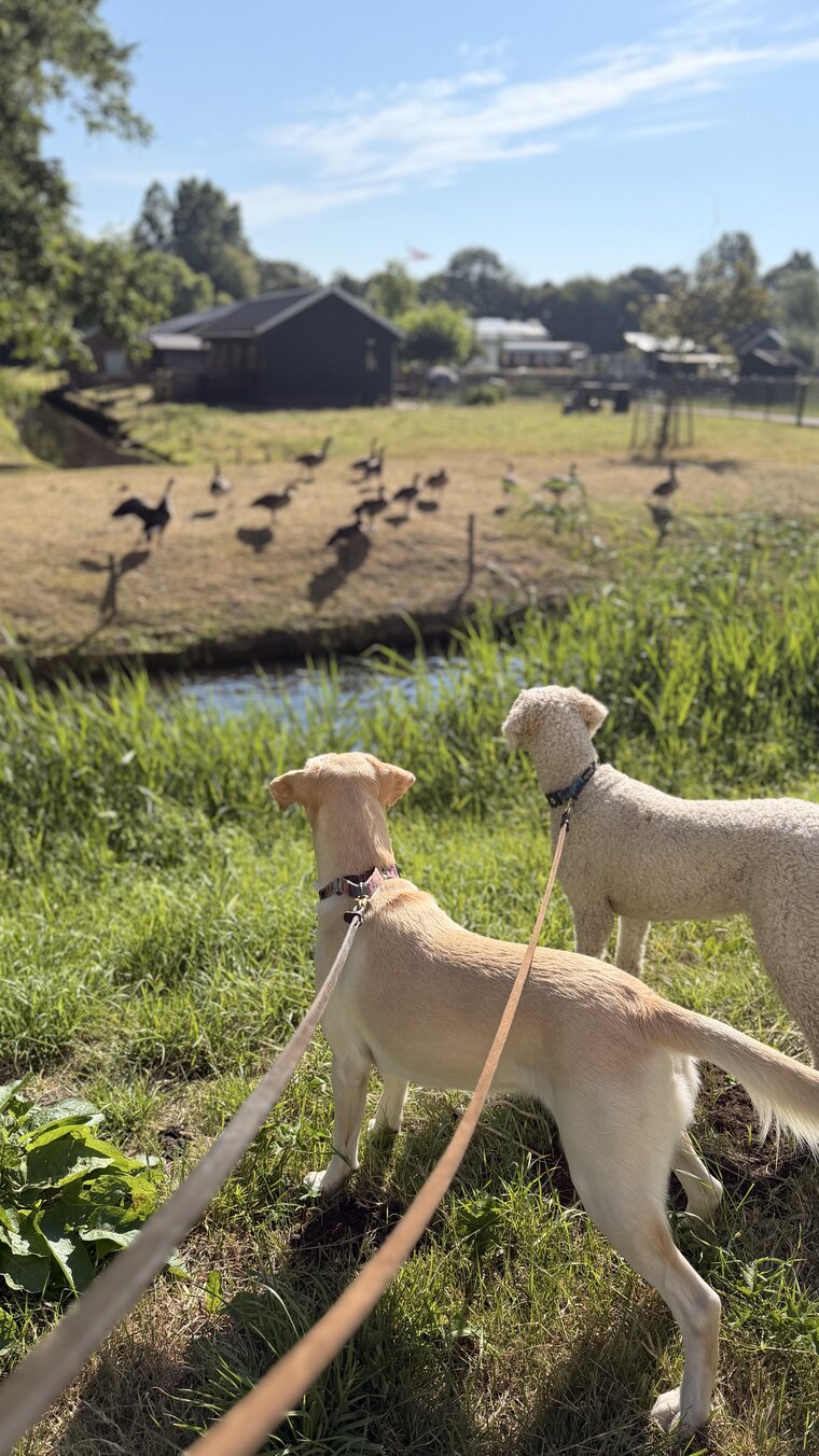 Two dogs on leads looking across a canal at geese